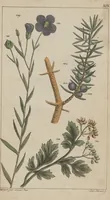 An illustration from (Band 2) (1795)