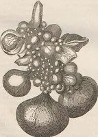 Picture 2 of 167 from Abbildungen zu Oken's Allgemeiner Naturgeschichte für alle Stände (1843), leaf 101