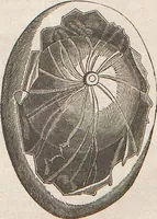 Picture 3 of 167 from Abbildungen zu Oken's Allgemeiner Naturgeschichte für alle Stände (1843), leaf 101