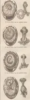 Picture 4 of 167 from Abbildungen zu Oken's Allgemeiner Naturgeschichte für alle Stände (1843), leaf 102