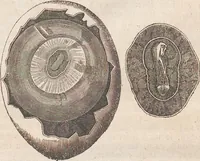 Picture 5 of 167 from Abbildungen zu Oken's Allgemeiner Naturgeschichte für alle Stände (1843), leaf 102