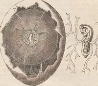 Picture 6 of 167 from Abbildungen zu Oken's Allgemeiner Naturgeschichte für alle Stände (1843), leaf 102