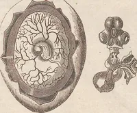 An illustration from Abbildungen zu Oken's Allgemeiner Naturgeschichte für alle Stände (1843)
