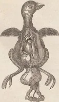 Picture 8 of 167 from Abbildungen zu Oken's Allgemeiner Naturgeschichte für alle Stände (1843), leaf 103
