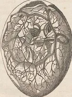 Picture 9 of 167 from Abbildungen zu Oken's Allgemeiner Naturgeschichte für alle Stände (1843), leaf 103