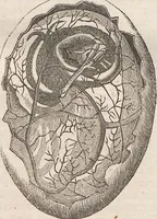 Picture 10 of 167 from Abbildungen zu Oken's Allgemeiner Naturgeschichte für alle Stände (1843), leaf 103