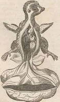 Picture 11 of 167 from Abbildungen zu Oken's Allgemeiner Naturgeschichte für alle Stände (1843), leaf 103