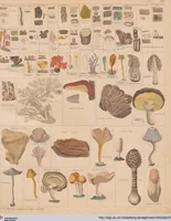 Picture 16 of 167 from Abbildungen zu Oken's Allgemeiner Naturgeschichte für alle Stände (1843), leaf 175
