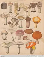 An illustration from Abbildungen zu Oken's Allgemeiner Naturgeschichte für alle Stände (1843)