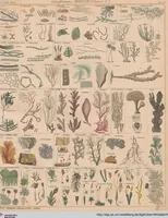 Picture 19 of 167 from Abbildungen zu Oken's Allgemeiner Naturgeschichte für alle Stände (1843), leaf 178