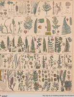 An illustration from Abbildungen zu Oken's Allgemeiner Naturgeschichte für alle Stände (1843)