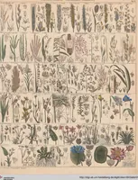 Picture 21 of 167 from Abbildungen zu Oken's Allgemeiner Naturgeschichte für alle Stände (1843), leaf 180