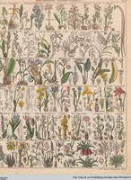 Picture 22 of 167 from Abbildungen zu Oken's Allgemeiner Naturgeschichte für alle Stände (1843), leaf 181
