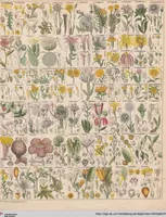 Picture 24 of 167 from Abbildungen zu Oken's Allgemeiner Naturgeschichte für alle Stände (1843), leaf 183