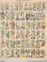 Picture 25 of 167 from Abbildungen zu Oken's Allgemeiner Naturgeschichte für alle Stände (1843), leaf 184