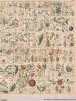 Picture 27 of 167 from Abbildungen zu Oken's Allgemeiner Naturgeschichte für alle Stände (1843), leaf 186