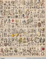 Picture 28 of 167 from Abbildungen zu Oken's Allgemeiner Naturgeschichte für alle Stände (1843), leaf 187