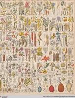 Picture 30 of 167 from Abbildungen zu Oken's Allgemeiner Naturgeschichte für alle Stände (1843), leaf 190