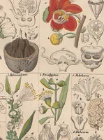 Picture 31 of 167 from Abbildungen zu Oken's Allgemeiner Naturgeschichte für alle Stände (1843), leaf 191