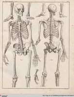 An illustration from Abbildungen zu Oken's Allgemeiner Naturgeschichte für alle Stände (1843)