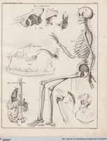 Picture 33 of 167 from Abbildungen zu Oken's Allgemeiner Naturgeschichte für alle Stände (1843), leaf 194
