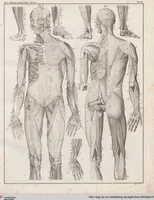 An illustration from Abbildungen zu Oken's Allgemeiner Naturgeschichte für alle Stände (1843)