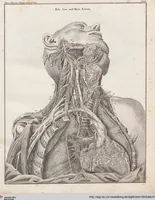 Picture 35 of 167 from Abbildungen zu Oken's Allgemeiner Naturgeschichte für alle Stände (1843), leaf 196