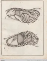 Picture 36 of 167 from Abbildungen zu Oken's Allgemeiner Naturgeschichte für alle Stände (1843), leaf 198