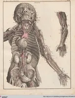 An illustration from Abbildungen zu Oken's Allgemeiner Naturgeschichte für alle Stände (1843)