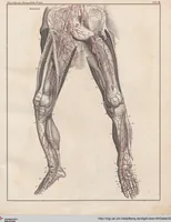Picture 38 of 167 from Abbildungen zu Oken's Allgemeiner Naturgeschichte für alle Stände (1843), leaf 200