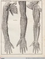 An illustration from Abbildungen zu Oken's Allgemeiner Naturgeschichte für alle Stände (1843)