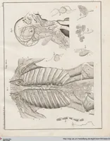 Picture 40 of 167 from Abbildungen zu Oken's Allgemeiner Naturgeschichte für alle Stände (1843), leaf 203