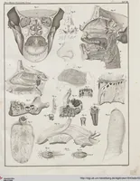 Picture 42 of 167 from Abbildungen zu Oken's Allgemeiner Naturgeschichte für alle Stände (1843), leaf 205
