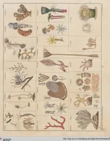Picture 44 of 167 from Abbildungen zu Oken's Allgemeiner Naturgeschichte für alle Stände (1843), leaf 208
