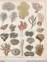 Picture 45 of 167 from Abbildungen zu Oken's Allgemeiner Naturgeschichte für alle Stände (1843), leaf 209