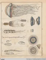 Picture 46 of 167 from Abbildungen zu Oken's Allgemeiner Naturgeschichte für alle Stände (1843), leaf 210