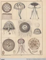 Picture 47 of 167 from Abbildungen zu Oken's Allgemeiner Naturgeschichte für alle Stände (1843), leaf 212