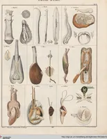 Picture 49 of 167 from Abbildungen zu Oken's Allgemeiner Naturgeschichte für alle Stände (1843), leaf 214