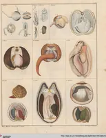 Picture 50 of 167 from Abbildungen zu Oken's Allgemeiner Naturgeschichte für alle Stände (1843), leaf 215