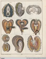 An illustration from Abbildungen zu Oken's Allgemeiner Naturgeschichte für alle Stände (1843)