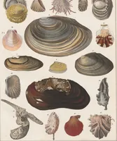 An illustration from Abbildungen zu Oken's Allgemeiner Naturgeschichte für alle Stände (1843)