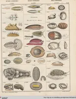 An illustration from Abbildungen zu Oken's Allgemeiner Naturgeschichte für alle Stände (1843)