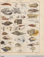Picture 54 of 167 from Abbildungen zu Oken's Allgemeiner Naturgeschichte für alle Stände (1843), leaf 219