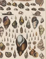 An illustration from Abbildungen zu Oken's Allgemeiner Naturgeschichte für alle Stände (1843)