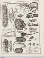 An illustration from Abbildungen zu Oken's Allgemeiner Naturgeschichte für alle Stände (1843)
