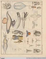 Picture 59 of 167 from Abbildungen zu Oken's Allgemeiner Naturgeschichte für alle Stände (1843), leaf 224