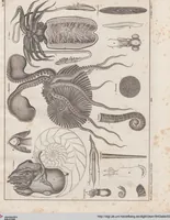 Picture 60 of 167 from Abbildungen zu Oken's Allgemeiner Naturgeschichte für alle Stände (1843), leaf 225