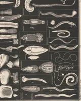 Picture 61 of 167 from Abbildungen zu Oken's Allgemeiner Naturgeschichte für alle Stände (1843), leaf 226