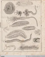 An illustration from Abbildungen zu Oken's Allgemeiner Naturgeschichte für alle Stände (1843)