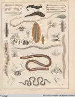 Picture 63 of 167 from Abbildungen zu Oken's Allgemeiner Naturgeschichte für alle Stände (1843), leaf 229